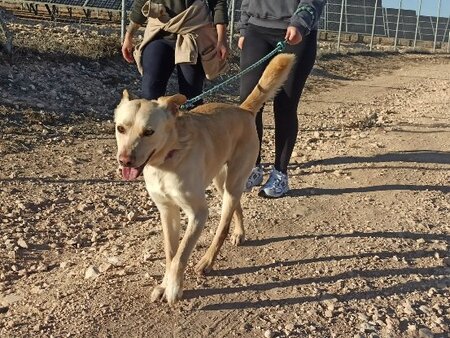 Adopter Kiwi