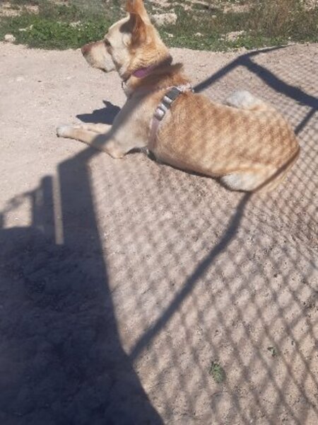 Adopter Kiwi