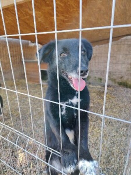 Adopter Koffi