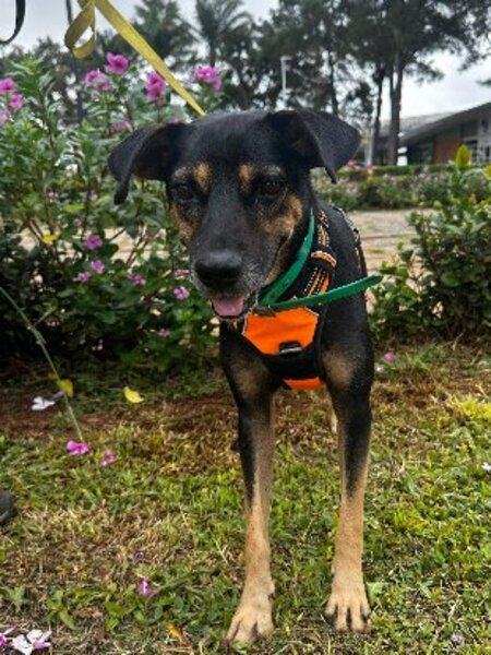 Adopter Konopo