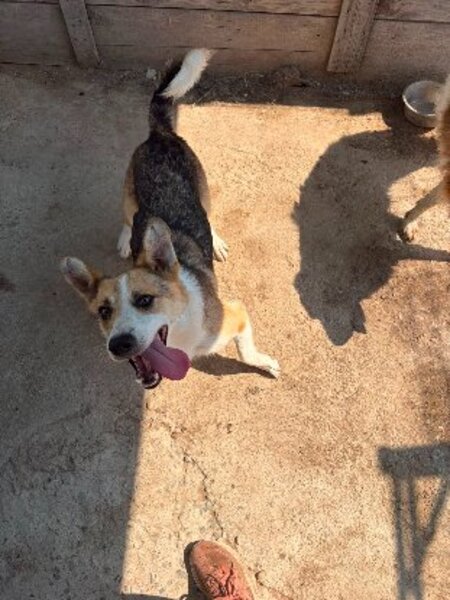Adopter Kosta