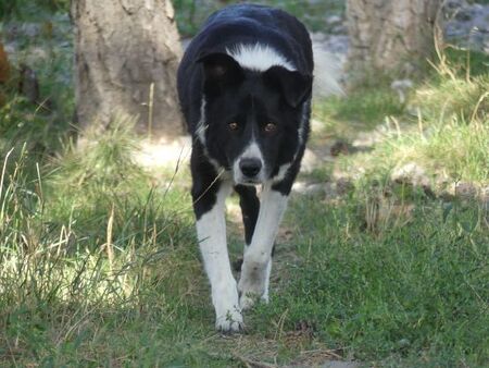 Adopter Kovax