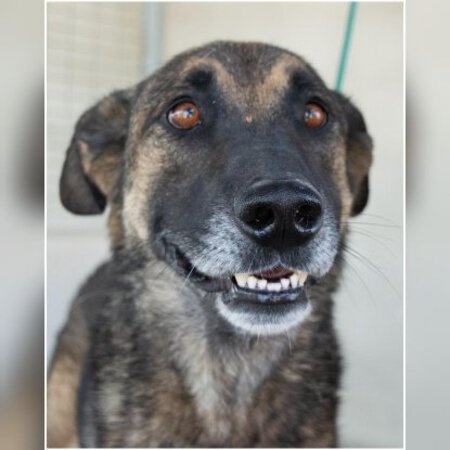 Adopter Kovu