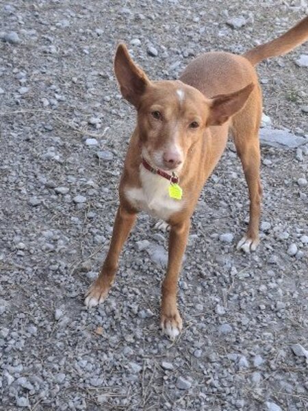 Adopter Kyla