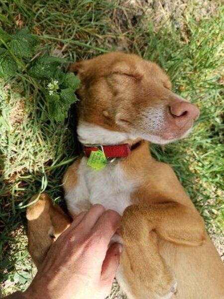 Adopter Kyla