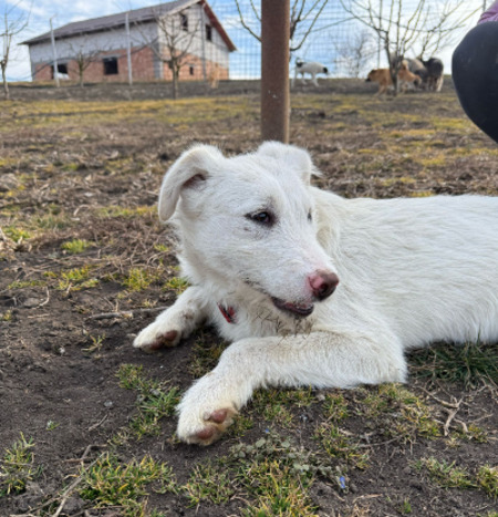 Adopter Laddie