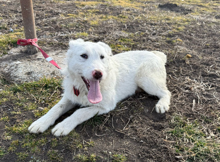 Adopter Laddie