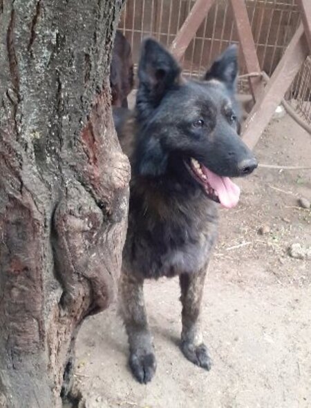 Adopter Lady
