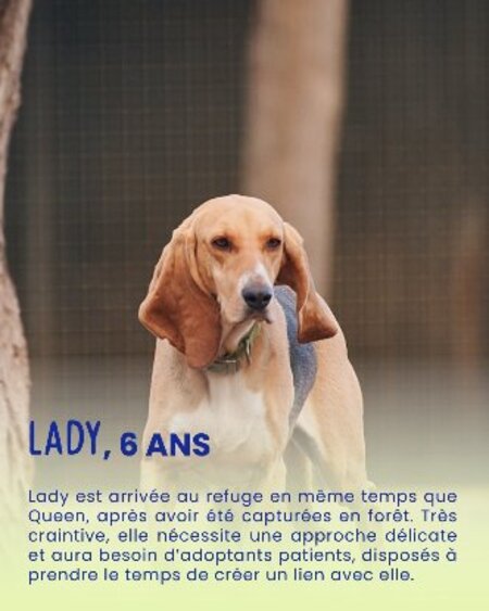 Adopter Lady