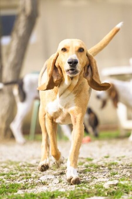 Adopter Lady