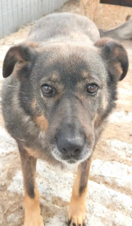 Adopter Lalae