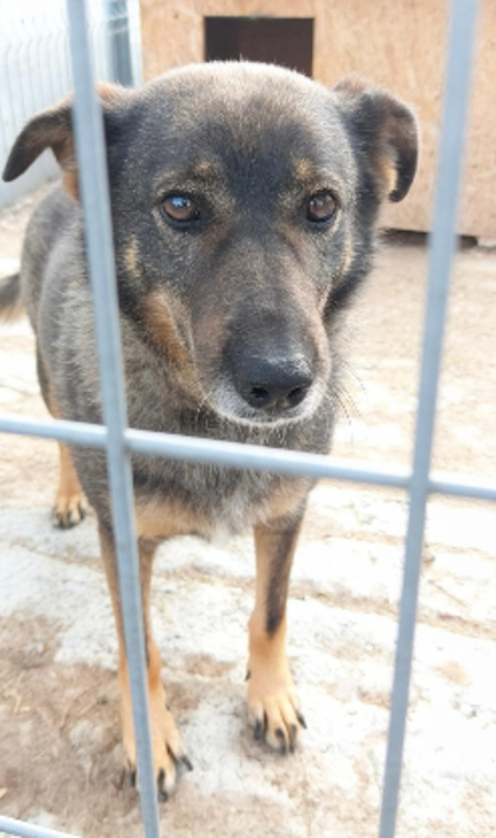 Adopter Lalae