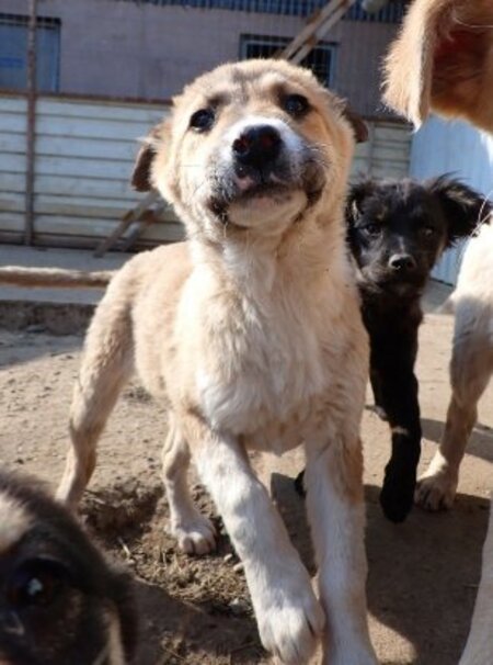 Adopter Laly