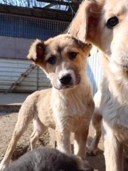 Adopter Laly