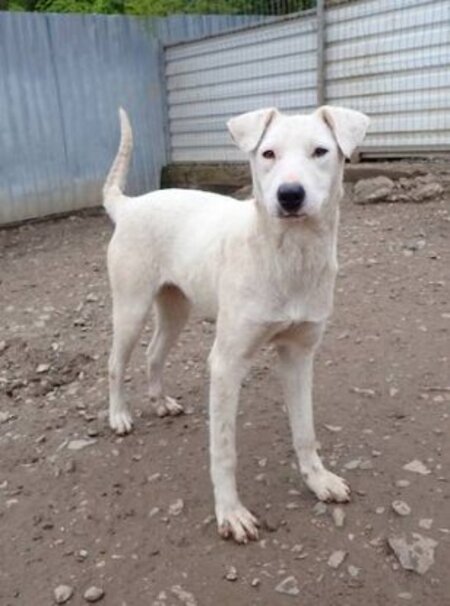Adopter Laponie