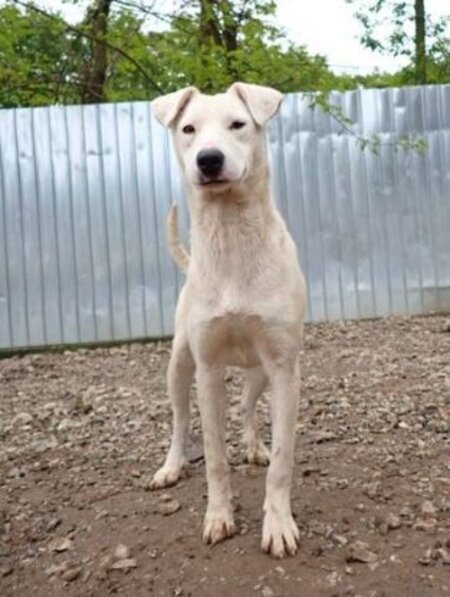 Adopter Laponie