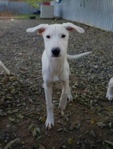 Adopter Laponie