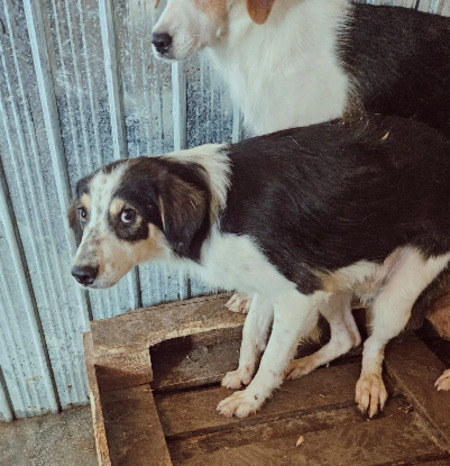 Adopter Lary