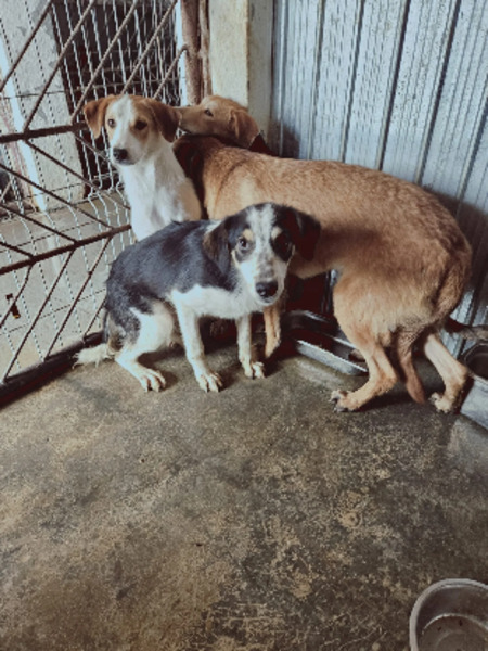 Adopter Lary