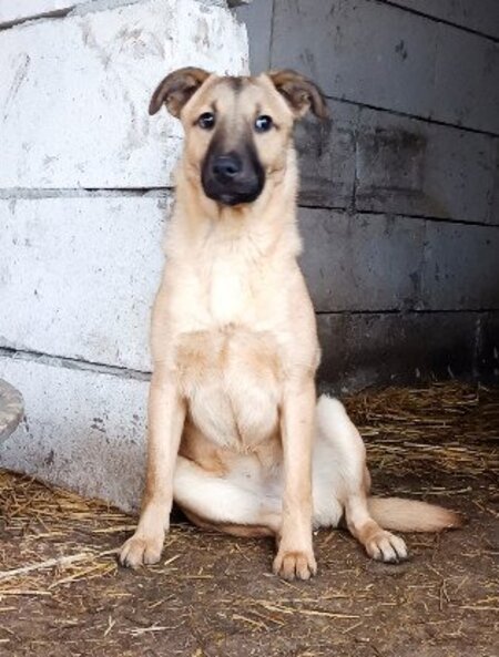 Adopter Latté