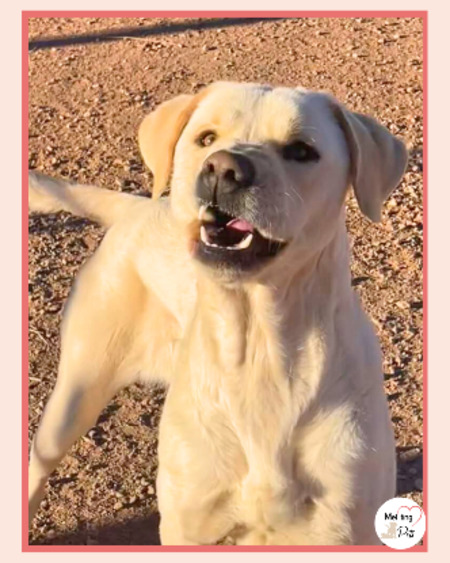 Adopter Laya