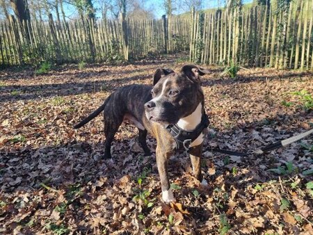Adopter Lecko