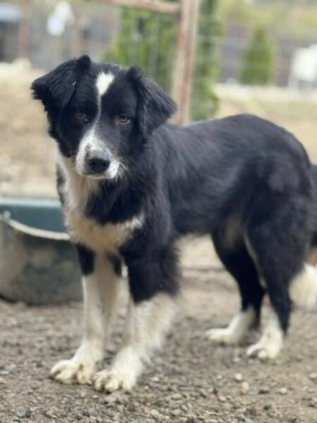 Adopter Leha