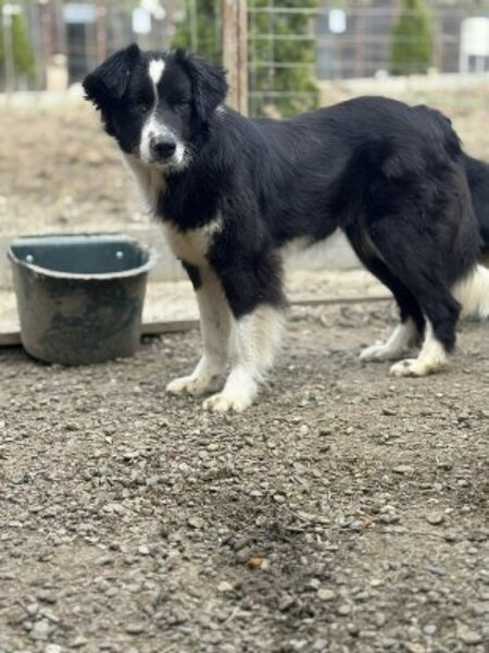 Adopter Leha