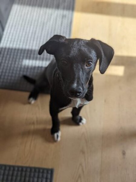 Adopter Leia