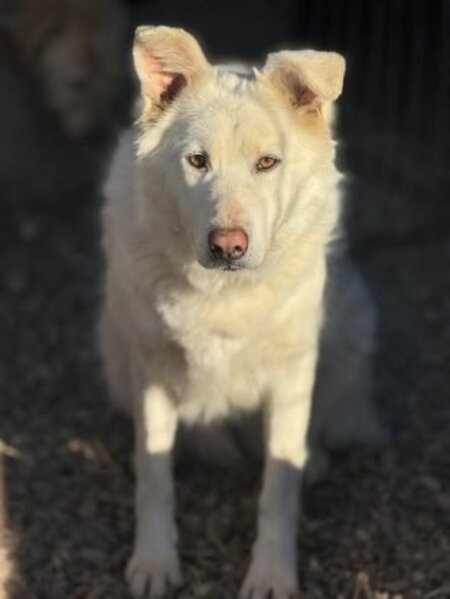 Adopter Leika