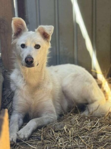 Adopter Leika
