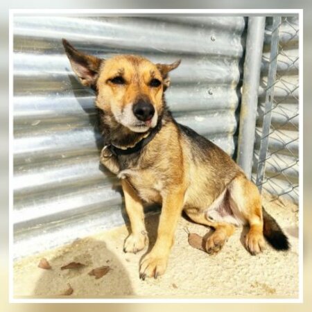 Adopter Leon