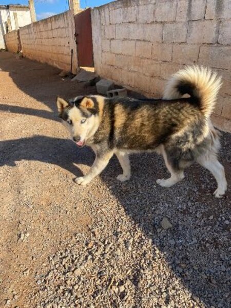 Adopter Leon