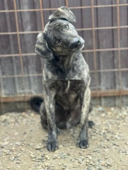 Adopter Léonard