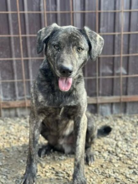Adopter Léonard