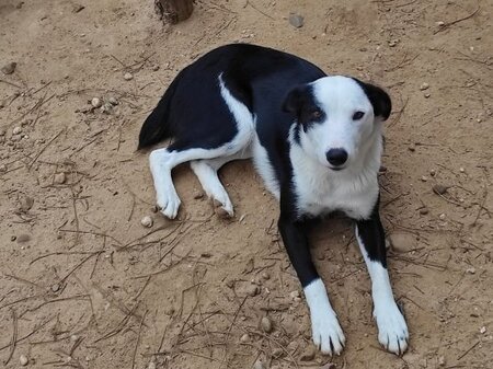 Adopter Leta