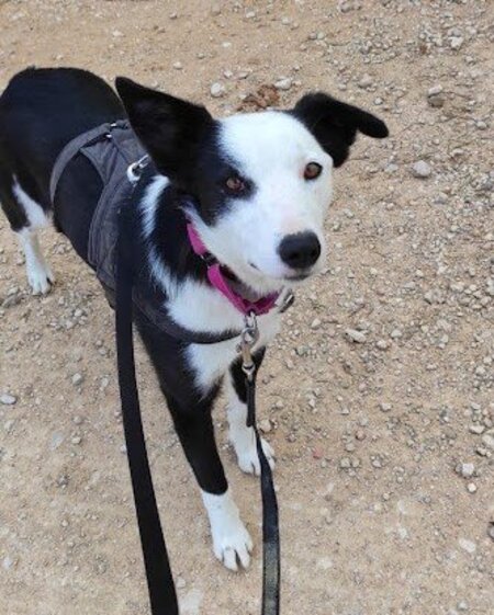 Adopter Leta