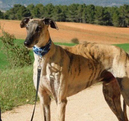 Adopter Levante