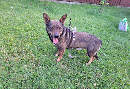 Adopter Levi