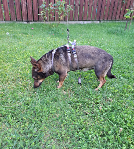 Adopter Levi
