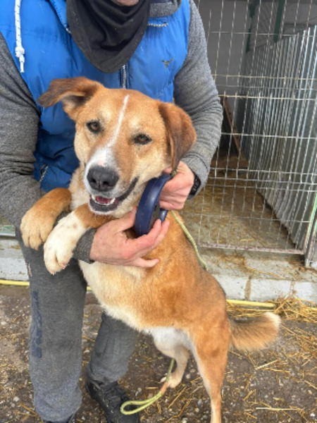 Adopter Lewis