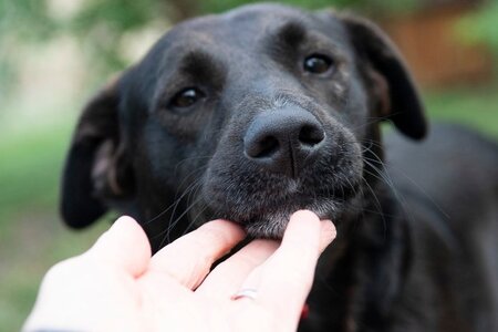 Adopter Lexie