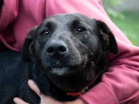 Adopter Lexie