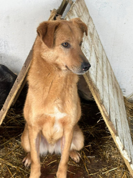 Adopter Liano