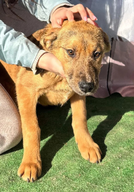Adopter Liberty