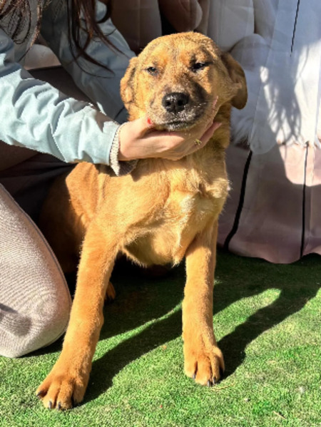 Adopter Liberty