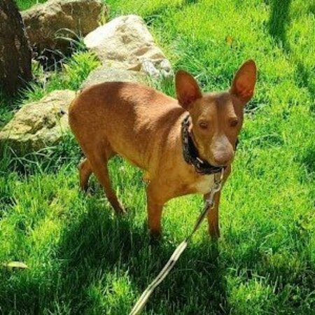 Adopter Lichi