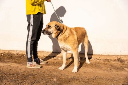 Adopter Lila
