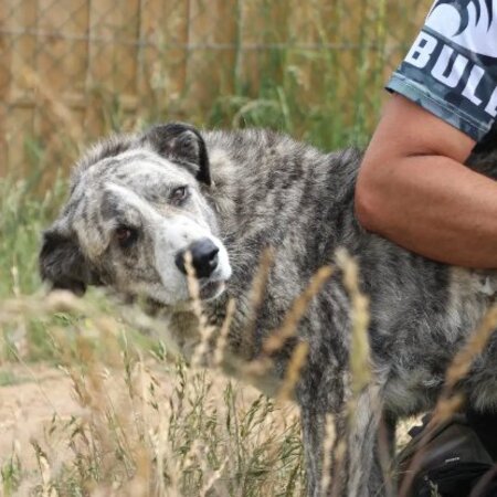Adopter Liliya