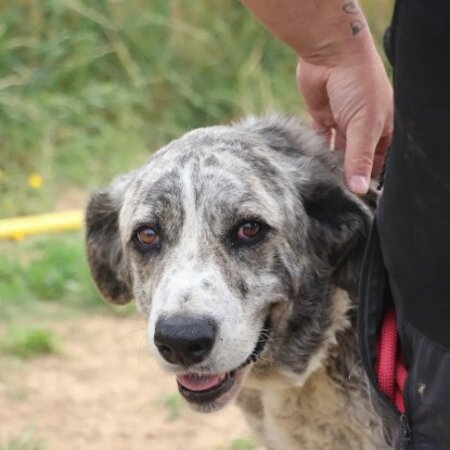 Adopter Liliya